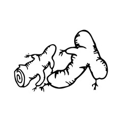 Ginger icon vector hand drawn