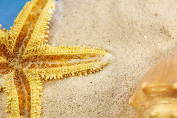 starfish on the beach