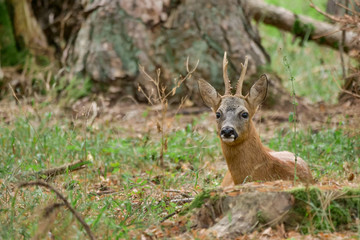 western roe deer lying down in the forest