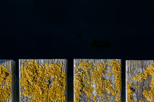 Old wooden pier. Moss on the pier boards. Dry yellow moss. Old black boards. Terrace board. Wooden bridge. Pier on the sea.