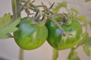 Tomates colgando de sus Ramas