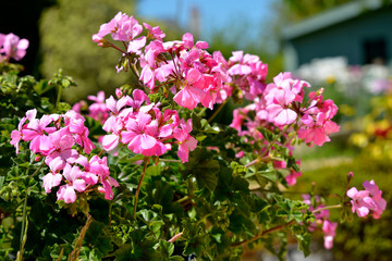 Closeup pink geranium flowers in garden