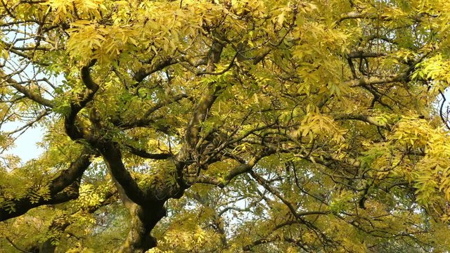 Yellow Tree With Leaves Slowly Rustling In The Autumn Wind In Dutch Forest Vondelpark