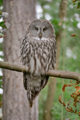 Great grey owl perched on a tree