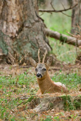 western roe deer lying down in the forest