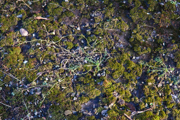 Green moss texture on concrete under snow