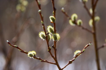 buds of willow