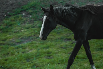 Portrait of a black horse