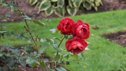 Red roses in the garden.