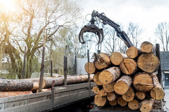 Loading Heavy Industrial Truck Trailer With Big Timber Pine, Spruce, Cedar Logs By Crane Grab Loader Tractor Machine. Pile Coniferous Lumber Shipping At Sawmill. Deforestation And Nature Exploitation