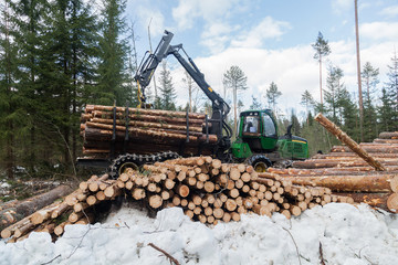 Fototapeta premium industrial harvester collects logs in deforestation site