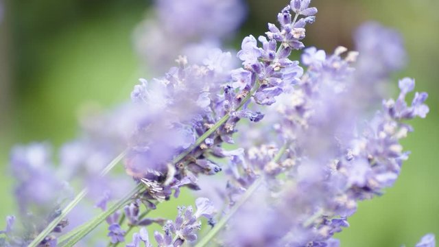 Bee collecting pollen from lavender flowers.