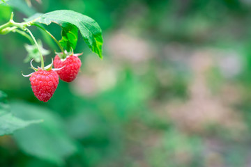 Ripe raspberry in the fruit garden