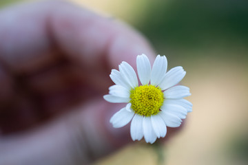close up of daisy flower