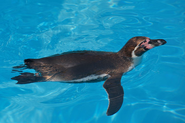 Humboldt penguin (Spheniscus humboldti) swimming on blue water viewed from above