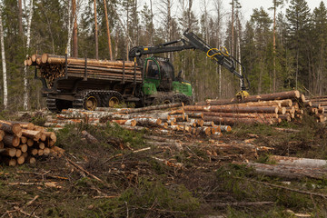 Fototapeta premium An industrial harvester collects logs from a felling in a pine forest