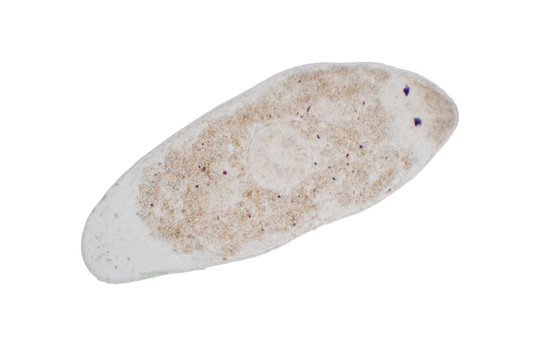 Planaria flatworm under the microscope view.