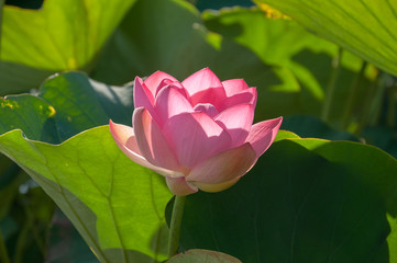 Close-up of a pink Indian Lotus flower in the Bay on a Sunny summer day.