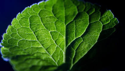 primo piano macro foglia