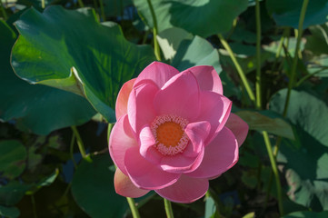 Close-up of a pink Indian Lotus flower in the Bay on a Sunny summer day.