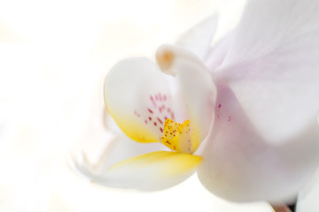 Naklejka na ściany i meble fiore di orchidea su sfondo bianco