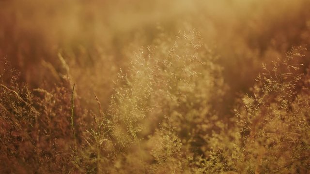 Soft fluffy grass at the golden hour.