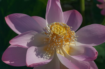 Close-up of a pink Indian Lotus flower in the Bay on a Sunny summer day.