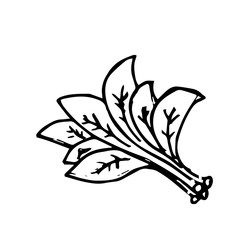 Spinach icon vector hand drawn