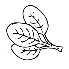 Spinach icon vector hand drawn
