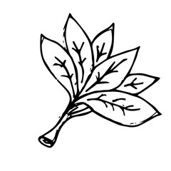 Spinach icon vector hand drawn