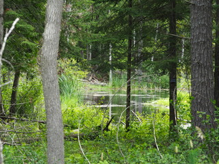 Obraz premium Beautiful and Lush Swamp in Summer, Ontario Canada