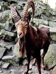 Bärtige Ziege im Zoo