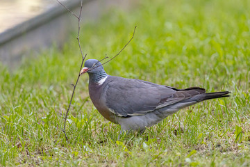 Wood pigeon building a nest. Gathering nest material on a vivid springtime grass.