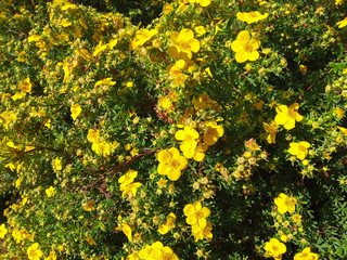 Beautiful Yellow Flowers