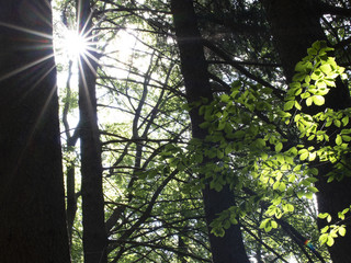Sunbeams shining between spruces and tree leaves
