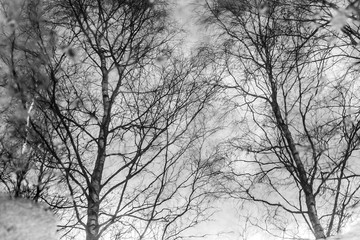 Fototapeta na wymiar Branches of trees without leaves reflected in a freezing puddle