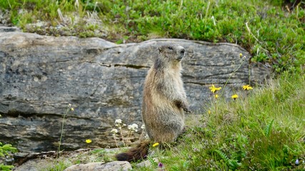 Murmeltier in den Alpen, wildes Bergmurmeltier