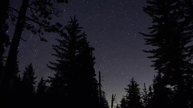 Time lapse at night moving left to right showing starry background with large silhouetted trees in the foreground.