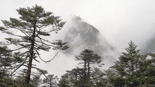 Tall Trees In The Forest With Mountain Range On The Background Covered n White Thick Clouds In Sikkim, India.  - wide shot