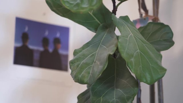 Fingers wiping dust off the leaves of houseplant Ficus lyrata. Close up shot