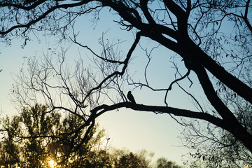 Black crow silhouette on branch of tree without leaves in autumn park