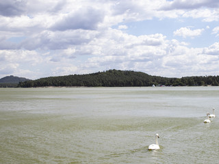 View of the lake surface, hills, clouds in windy weather with three swans
