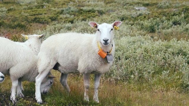 Free Range Sheep Wearing A GPS Collar Looking At The Camera In Hydalen Valley, Hemsedal, Norway.  - close up shot