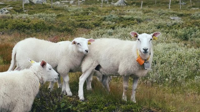 Flock Of Free Ranging Sheep Standing On A Pasture And Looking At The Camera In Hydalen Valley, Hemsedal, Norway. Sheep Wearing A GPS Collar.  -close up shot