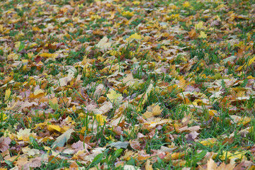 fallen maple leaves texture background