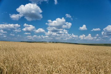 Field of ripe wheat and sky with clouds