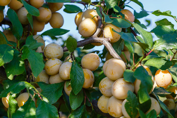 Mirabellen (Prunus domestica subsp. syriaca)