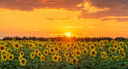 sunset over a field of blooming sunflowers