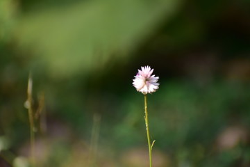 pink flower in the grass