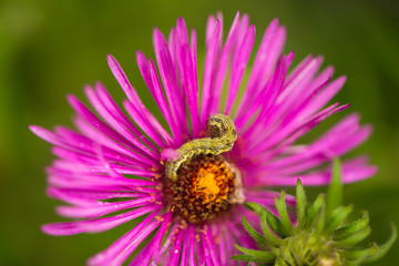 beautiful end of summer cultivated garden flower with  caterpillar over leafs